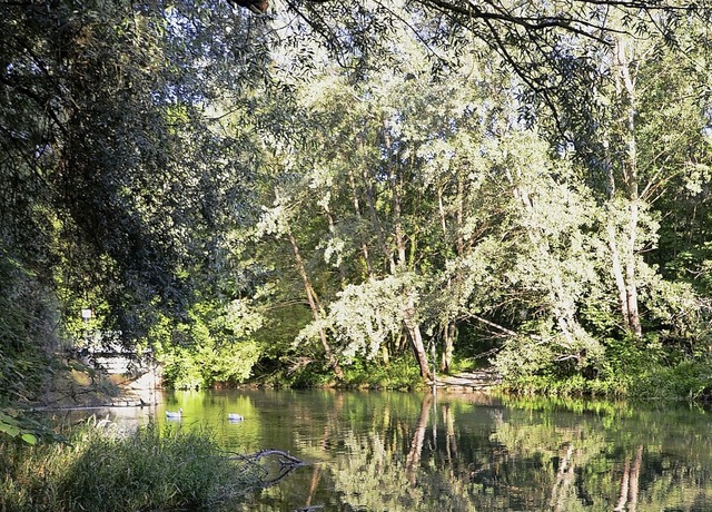 Der Rheinauewald (hier bei Wyhl) ist e...mmt nun doch eine Chance im Verfahren.  | Foto: Roland Vitt