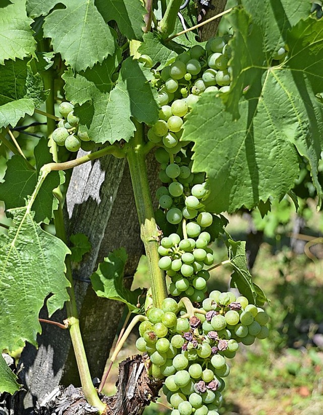 Mller-Thurgau-Traube mit Sonnenbrandbeeren  | Foto: hr