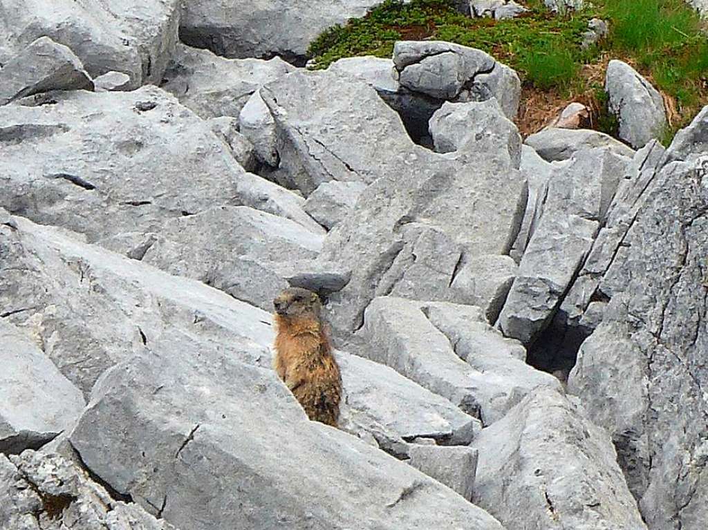 Immer wachsam! Auf der Hut war dieses Murmeltier im Lechtal in sterreich. Leser Eberhard Leuschner aus Bad Krozingen konnte es trotzdem auf diesem Foto einfangen.