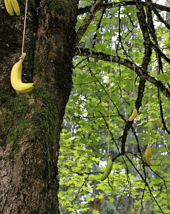 Der Bananenhimmel, am besten zu sehen ... Widersinnige der Konsumgesellschaft.   | Foto: Erich Krieger