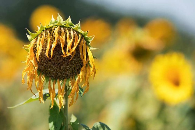 Selbst die Sonnenblumen leiden.  | Foto: Sebastian Kahnert (dpa)