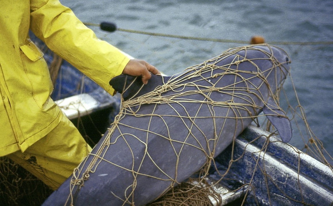 Ein Vaquita hängt im Netz eines Fischers.   | Foto: Cristian Faesi (dpa)