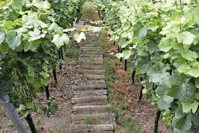 Gute Weinjahre sind schlechte Erlsjahre: Buchholzer Winzer kritisieren Winzerkeller Breisach