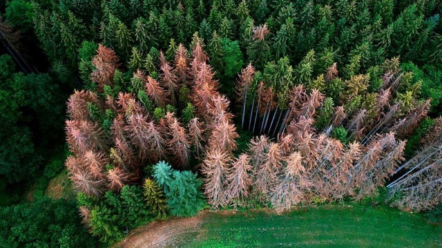 Trockenheit, Hitze und Borkenkferbefa...en bundesweit fr immense Waldschden.  | Foto: Thomas Frey