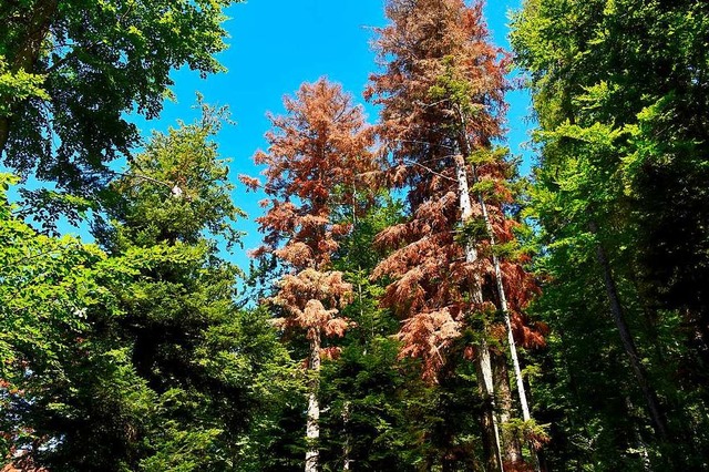 In manchen Teilen Deutschlands ist der... kranke Bume im Wald bei Buchenbach.   | Foto: Siegfried Gollrad