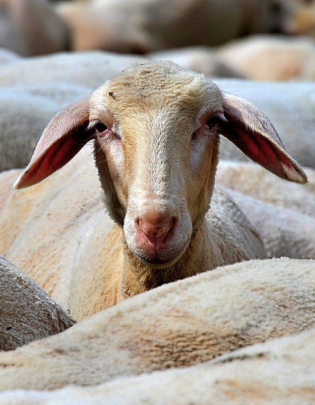 Ob dieses Schaf zufrieden ist?  | Foto:  Martin Schutt (dpa)