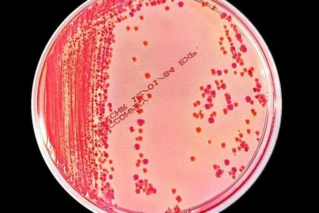 Freiburger Forscher zeigen, wie sich resistente Bakterien verbreiten