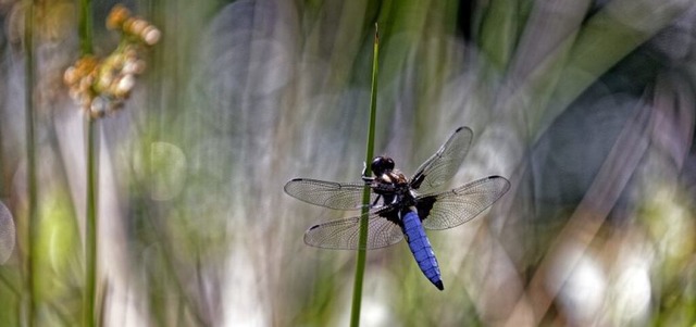   | Foto: Bernhard Wrzburger