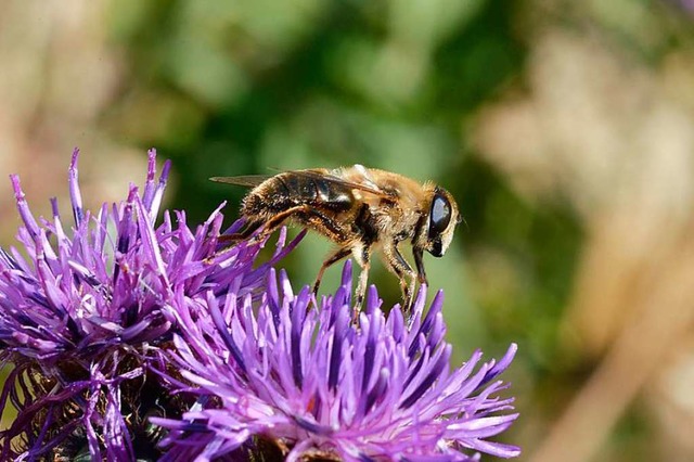 Nicht alles, was im Opfinger Lehrgarte...0;  ist tatschlich eine Schwebfliege.  | Foto: Ingo Schneider