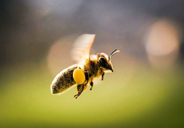 Ist die Biene befallen?  | Foto: Frank Rumpenhorst (dpa)