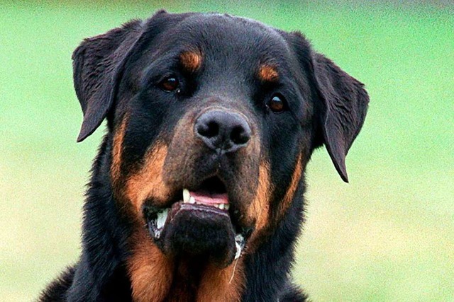 Muss der Hund knftig einen Maulkorb tragen? (Symbolbild)  | Foto: Bernd Thissen/dpa