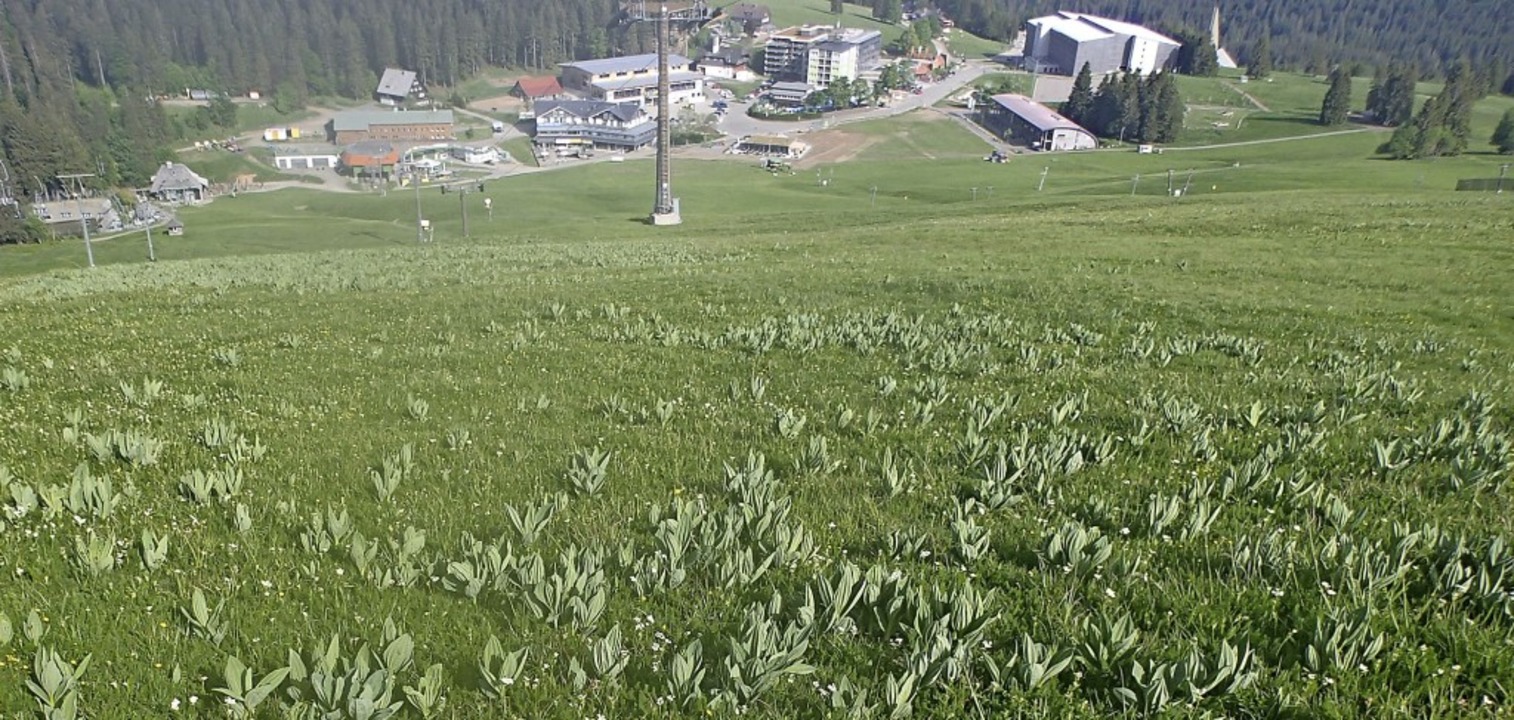 Naturschutzgebiet Feldberg: Der Gelbe Enzian breitet sich am Seebuck aus.  | Foto: Helgo Bran