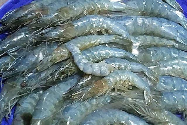 Die Rheinfelder Shrimps-Farm hat ihre erste Ernte ausgeliefert