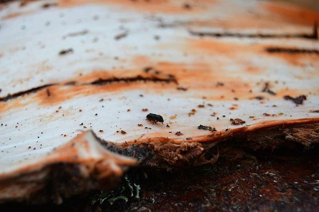 Ein Borkenkferweibchen hat Muttergng...n und luft bers frisch gefllte Holz  | Foto: Arwen Stock