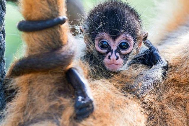 Bei den lateinamerikanischen Affen im Basler Zoo gibt es Nachwuchs