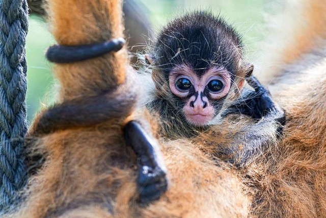 Affennachwuchs im Basler Zoo  | Foto: Zoo Basel (Torben Weber)