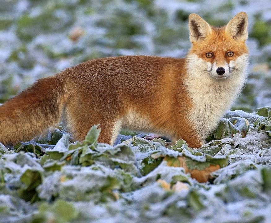 Das Thema Fuchsjagd in den Wäldern der...häftigt einen Leser in einem Beitrag.   | Foto: Patrick Pleul