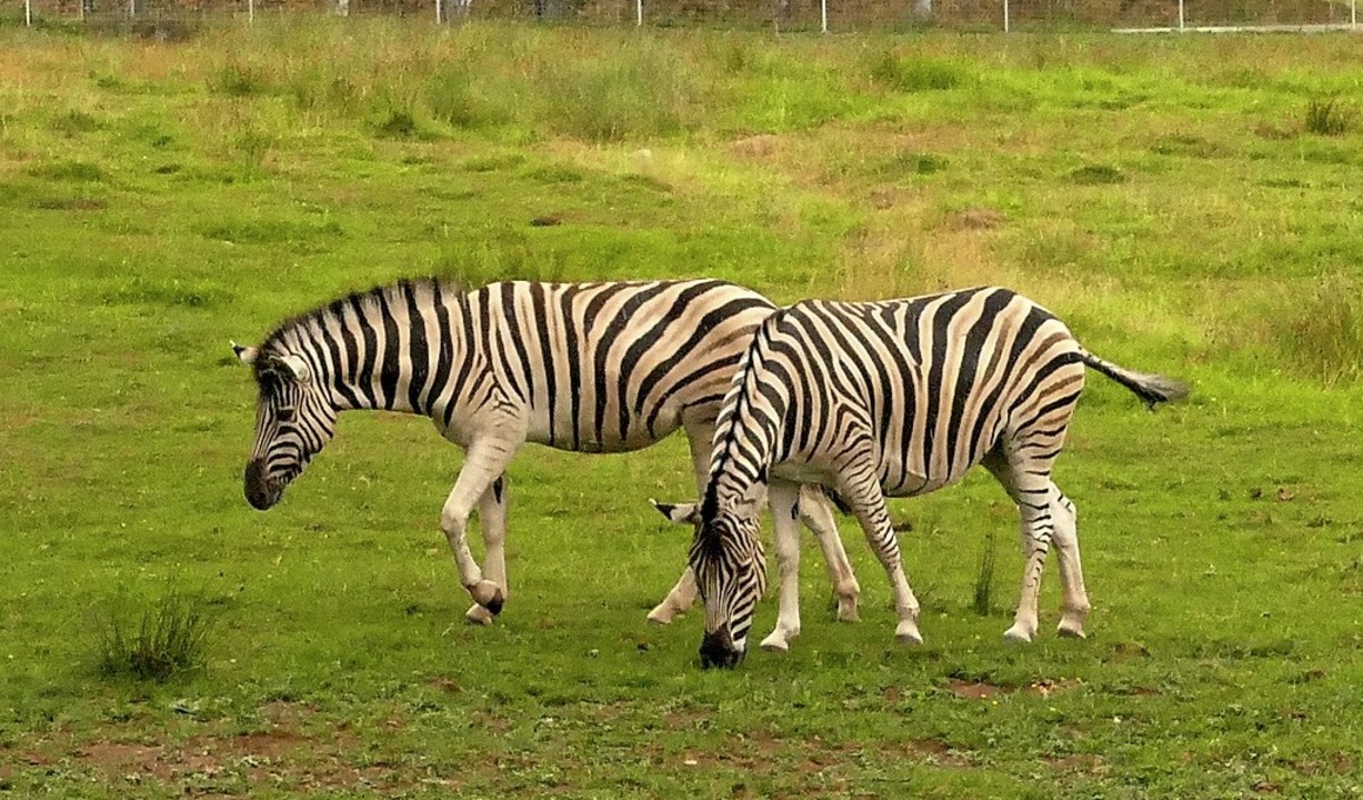 Zwei Zebras im Afrikabereich des Freizeitparks Tatzmania.  | Foto: Martin Wunderle