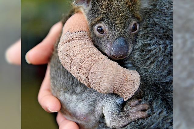 Koalababy mit Gipsarm