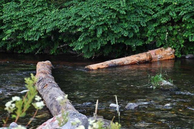 Schopfheimer Angler renaturieren den Fluss Wiese mit Fischen und schwerem Gerät