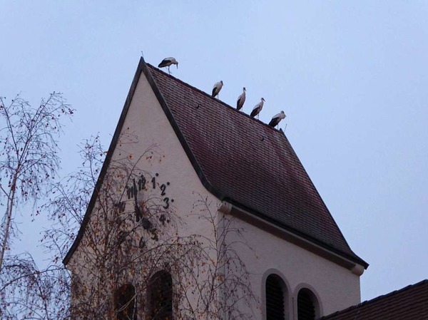 In Reih und Glied auf dem  Dach der evangelischen Kirche in Rheinfelden. Fr manch eine junge Familie ein gutes Omen.  Fr mich bekommt das Bild den Titel , "Gesegneter Kinderwunsch". Thomas Erlitz, Rheinfelden