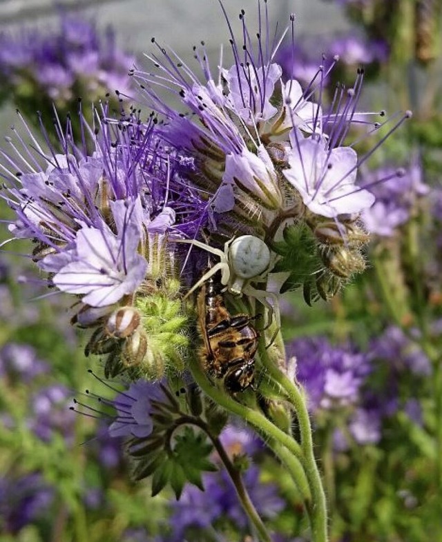 Die Blte heit Phacelia thanacetifolia, zu deutsch &#8222;Bienenfreund&#8220;.  | Foto: Stefan Kimmel