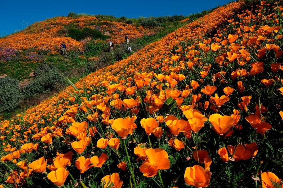 Vor dem Ansturm von Instagrammern: Im ...ien erblühten im Frühjahr  Wildblumen.  | Foto: Ruaridh Stewart
