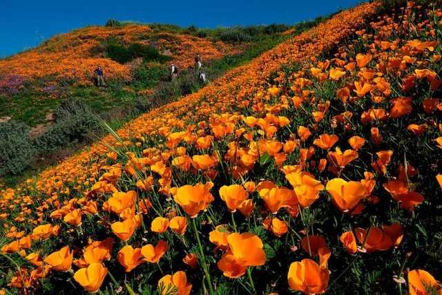 Vor dem Ansturm von Instagrammern: Im ...ien erblhten im Frhjahr  Wildblumen.  | Foto: Ruaridh Stewart