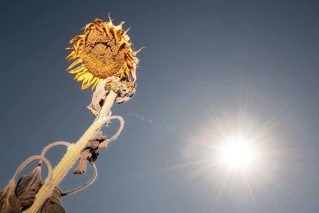 Am heiesten war es in Freiburg am 25. Juli mit 37,4 Grad Celsius  | Foto: Sebastian Kahnert (dpa)