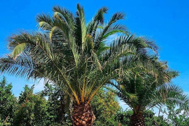 Die Basler Merian Grten verschenken drei Palmen