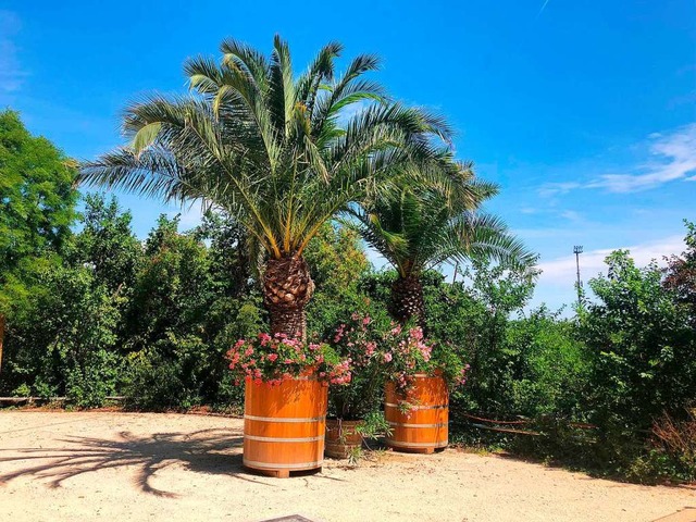 Sechs Meter hoch und mit Kbel zwei Tonnen schwer sind die Palmen.  | Foto: Merian Grten