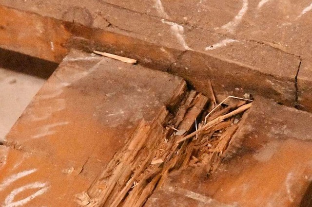 Symbolbild: Im Zunfthaus der Breisgauer Narren wurde Pilz im Holzgeblk entdeckt  | Foto: Manuel Fritsch