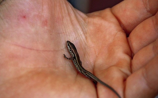 Die  Babyeidechse hatte sich in einem Spinnennetz verfangen.  | Foto: Lilly Mller