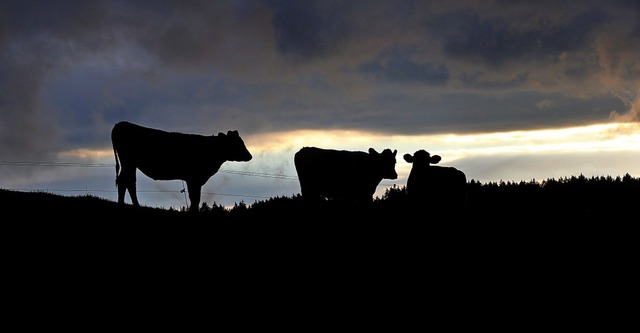 Im Gegensatz zu frher sind die Khe m...um sind gut durchlftet und isoliert.   | Foto: Karl-Josef Hildenbrand