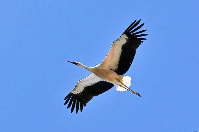 Der junge Lahrer Storch ist ausgeflogen.  | Foto: Wolfgang Hoffmann