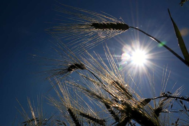 Im Sdwesten wird mehr Gerste angebaut.  | Foto: Daniel Bockwoldt (dpa)