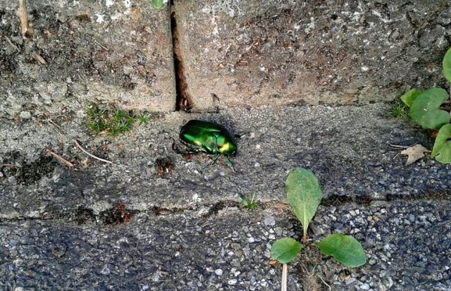 Der Schillerndste von Allen. Diese kraftvollen Farben sind ein Hingucker.  | Foto: Heidi Maier