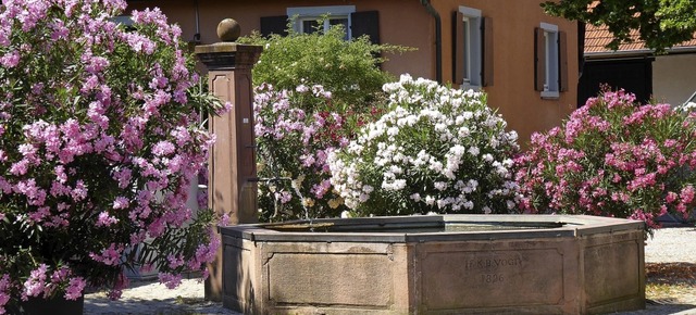 Wegen der Oleanderbsche machen besond...nschen am Dorfbrunnen in Laufen halt.   | Foto: Friedhelm Engler