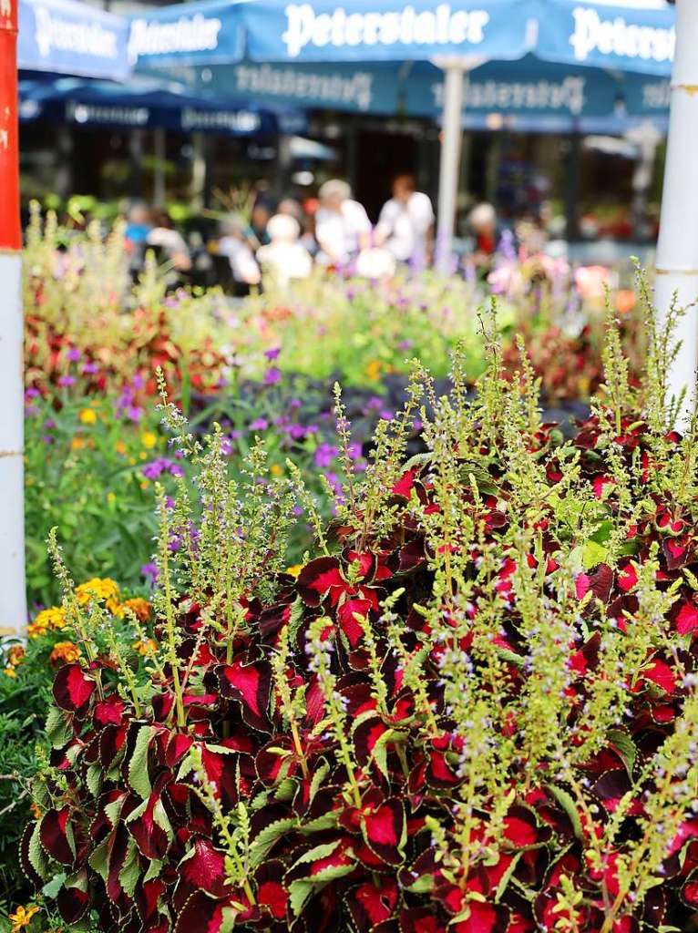 Im zentralen Bereich des Kurparks ist wieder normaler Betrieb: Die Blumenbeete am Kurhaus-Caf haben kaum gelitten.