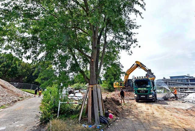 Baum 44 an der Staudinger Gesamtschule...r soll, wenn mglich, erhalten werden.  | Foto: Michael Bamberger