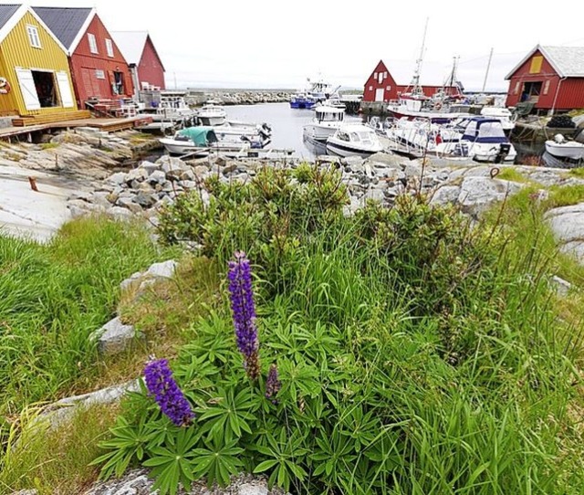 Insel Grip, Norwegen  | Foto: Gnter Schenk