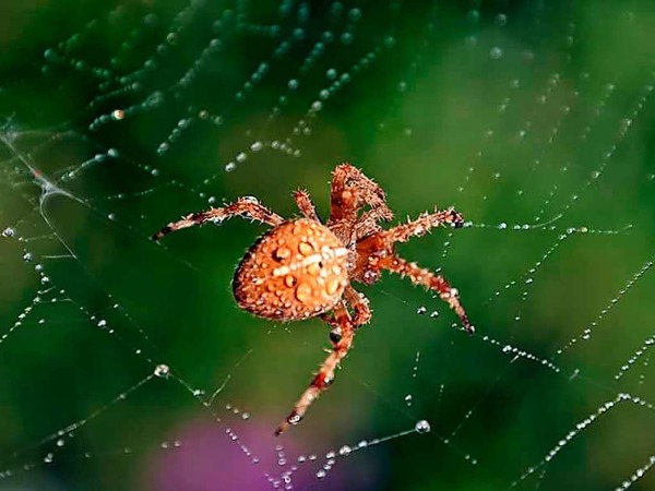 Thomas Erlitz aus Rheinfelden hat diese Spinne mehrere Tage in seinem Garten beobachtet, wie sie auf Beute wartete. Die Spinne im Taunetz "morgendliche Spinnendusche".