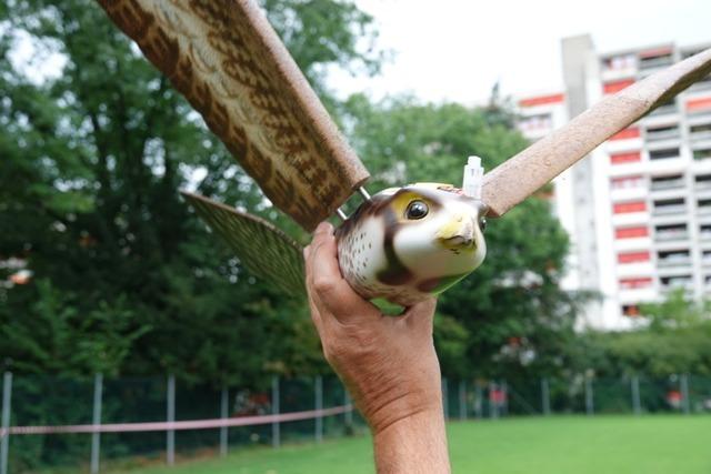 Falken-Drohne soll Krähen vertreiben – ein Testflug in der Schweiz