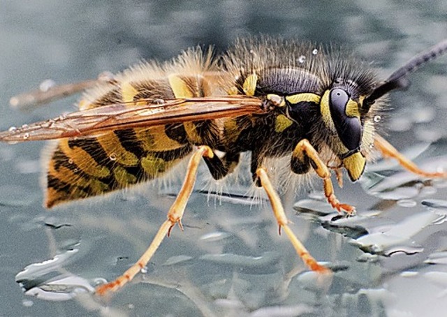 Auf Wespen reagieren Autofahrer oftmals  panisch.  | Foto: Julian Stratenschulte (dpa)