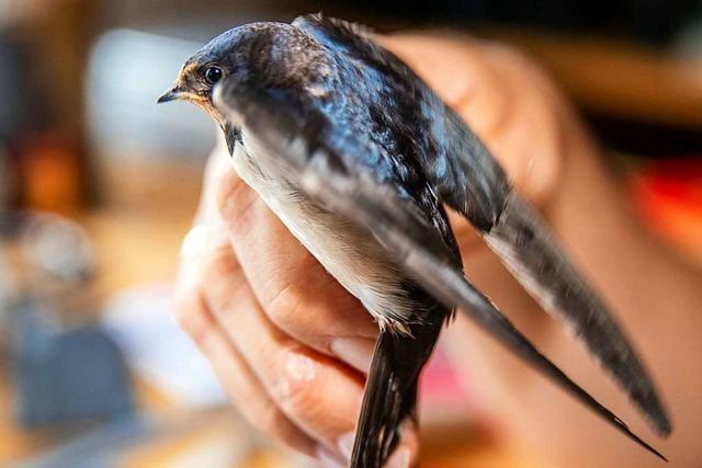 Zwei Eichstettener setzen sich fr Rauchschwalben ein