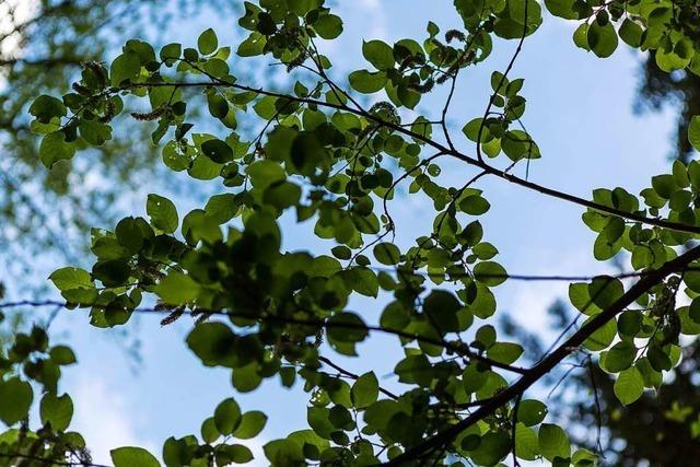 Naturschtzer rufen zum Gieen der Stadtbume auf