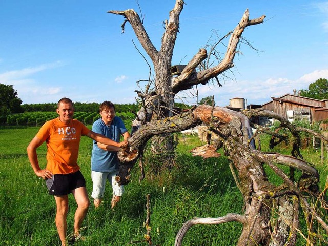 Dirk Brenneisen (links) und sein Schwa...als Nistplatz geschtzten, toten Baum.  | Foto: Jutta Schtz