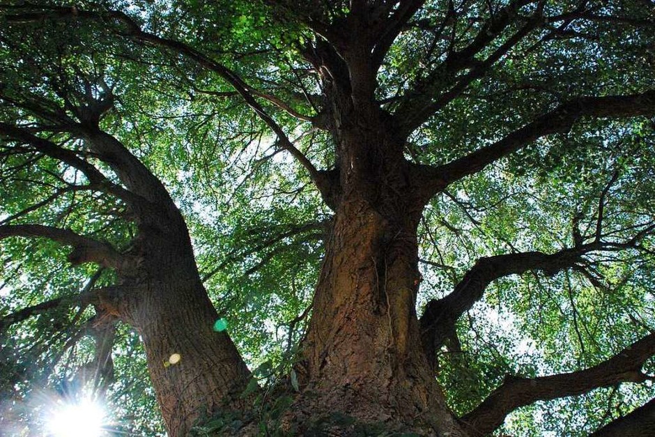 Diese Linde steht in Hammerstein. Vor ein paar Jahren spielte ich öfters mit meinen Geschwistern darunter. Sie ist bestimmt 150-200 Jahre alt und ein riesiger, wunderschöner Baum. (Foto: Lilly Müller) Diese Linde steht in Hammerstein. Vor ein paar Jahren spielte ich öfters mit meinen Geschwistern darunter. Sie ist bestimmt 150-200 Jahre alt und ein riesiger, wunderschöner Baum. (Foto: Lilly Müller)