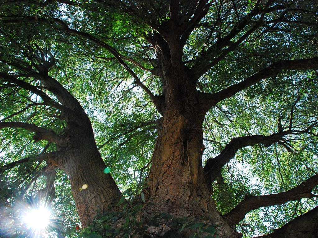 Diese Linde steht in Hammerstein. Vor ein paar Jahren spielte ich fters mit meinen Geschwistern darunter. Sie ist bestimmt 150-200 Jahre alt und ein riesiger, wunderschner Baum.