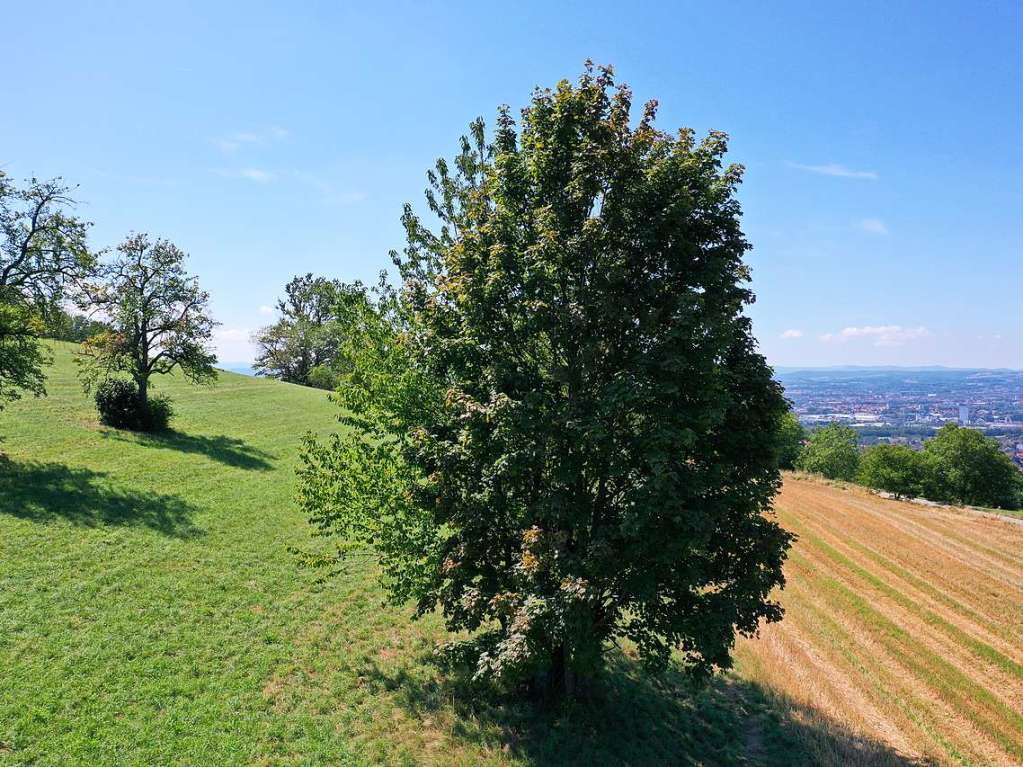 Zu sehen ist ein Baum oberhalb von tlingen an einem hochsommerlichen Tag.